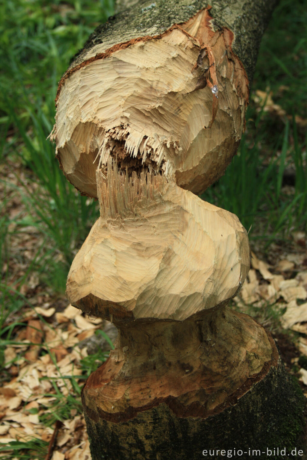 Detailansicht von Doppelte Sanduhr -  von einem Biber gefällter Baum,  Wesertal