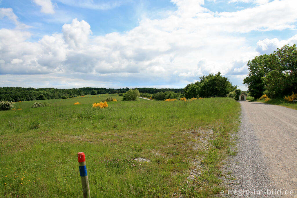 Detailansicht von Dreiborner Hochfläche, ehemaliger Truppenübungsplatz bei Vogelsang, Eifel