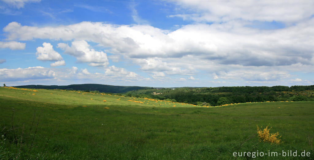 Detailansicht von Dreiborner Hochfläche, ehemaliger Truppenübungsplatz bei Vogelsang, Eifel