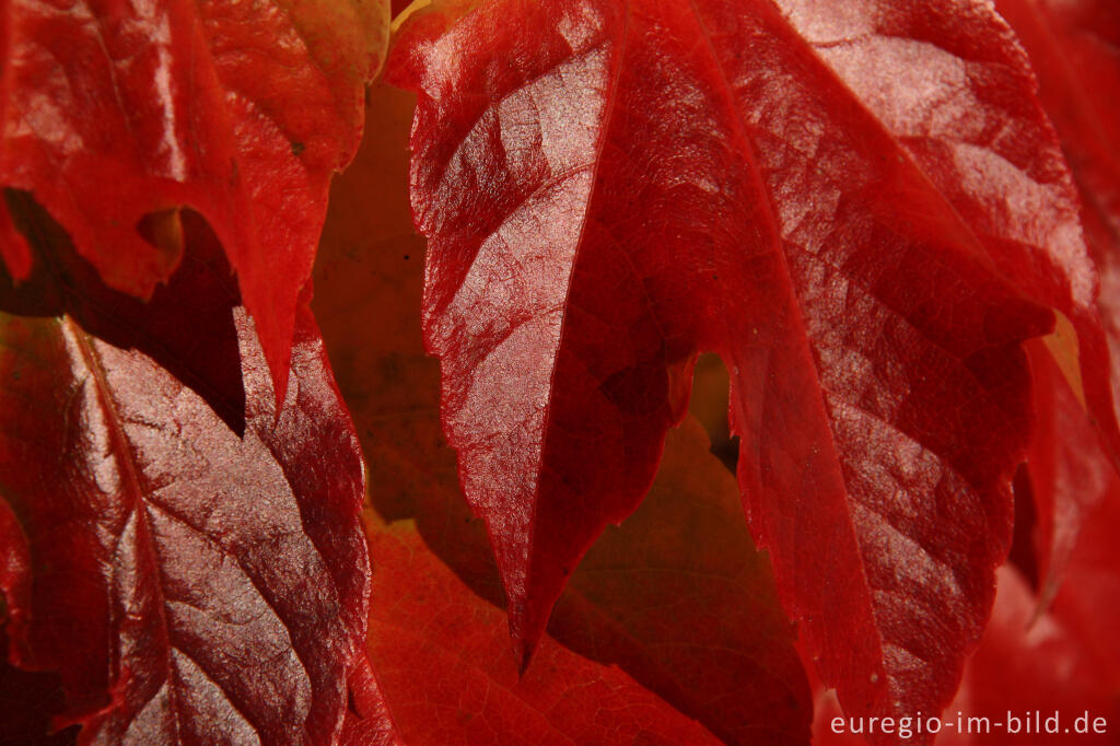 Detailansicht von Dreispitzige Jungfernrebe, Parthenocissus tricuspidata (Wilder Wein)