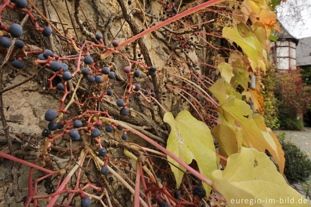 Detailansicht von Dreispitzige Jungfernrebe, Parthenocissus tricuspidata (Wilder Wein) im Herbst