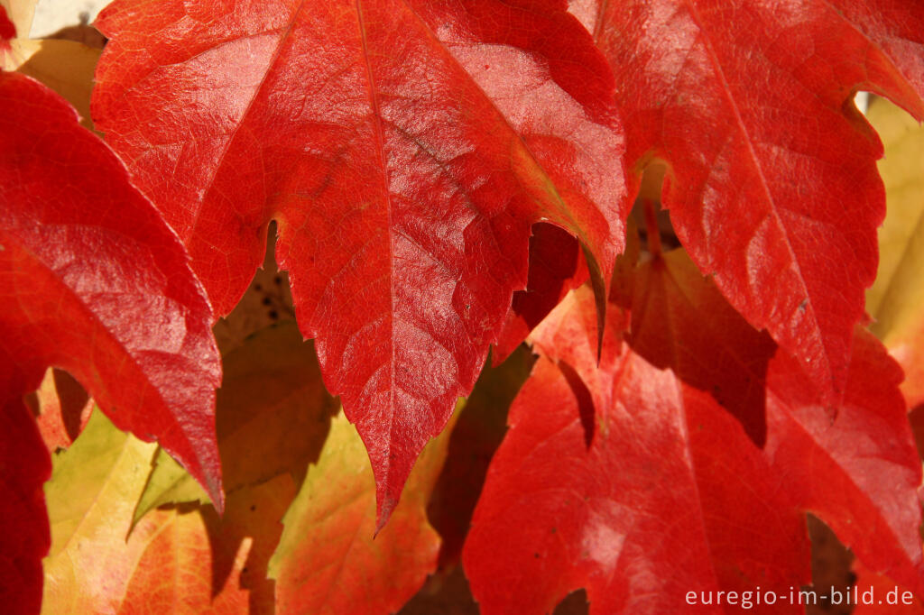 Detailansicht von Dreispitzige Jungfernrebe, Parthenocissus tricuspidata (Wilder Wein)