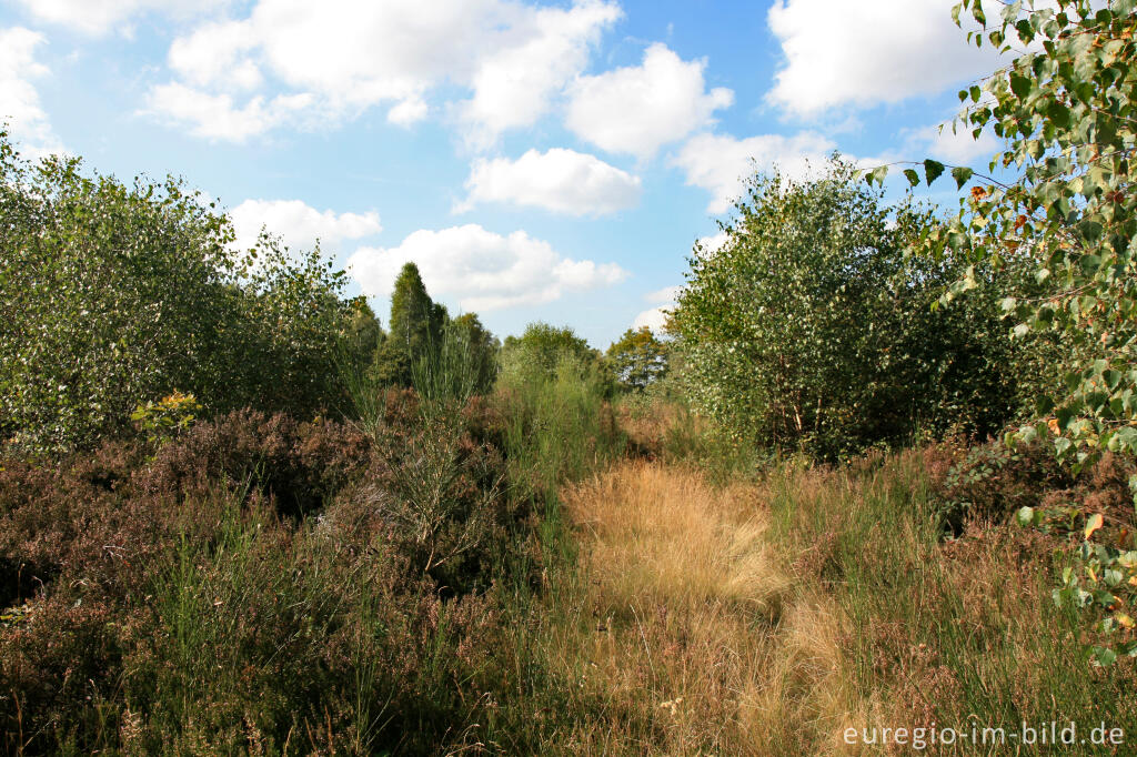 Detailansicht von Drover Heide