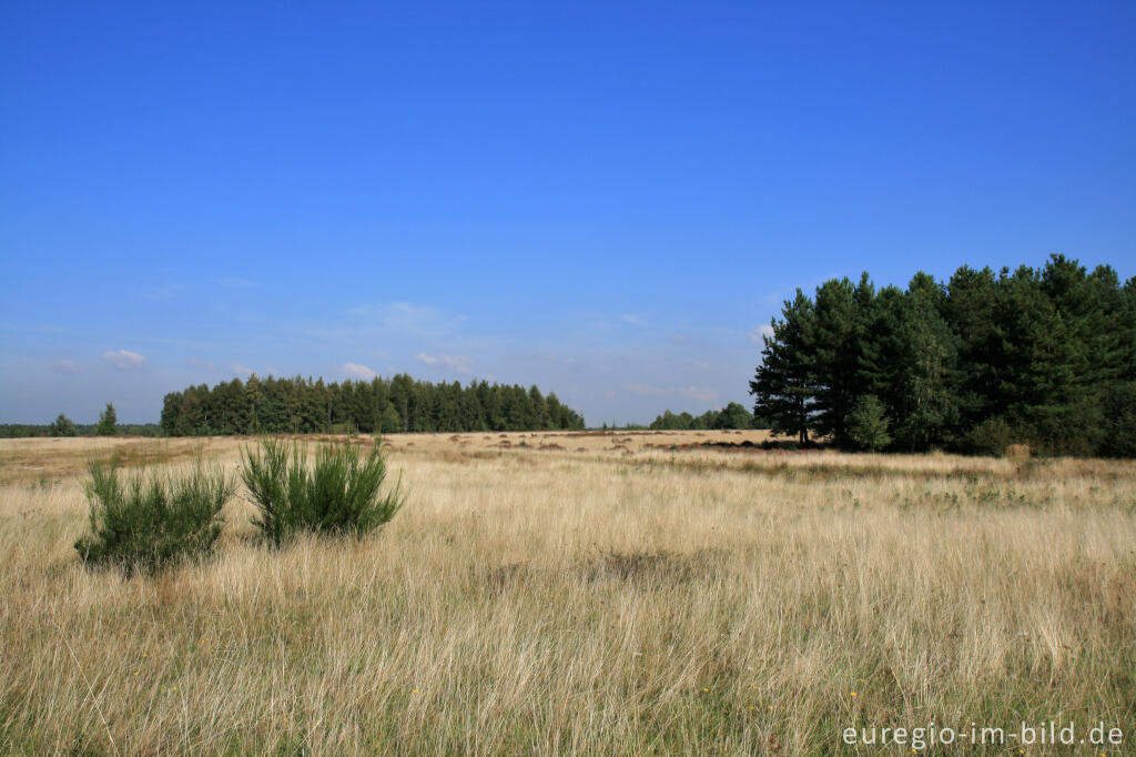 Detailansicht von Drover Heide