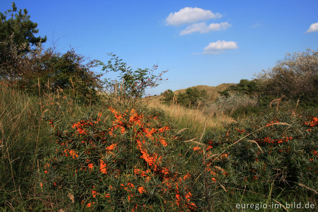 Detailansicht von Dünenlandschaft mit Sanddorn