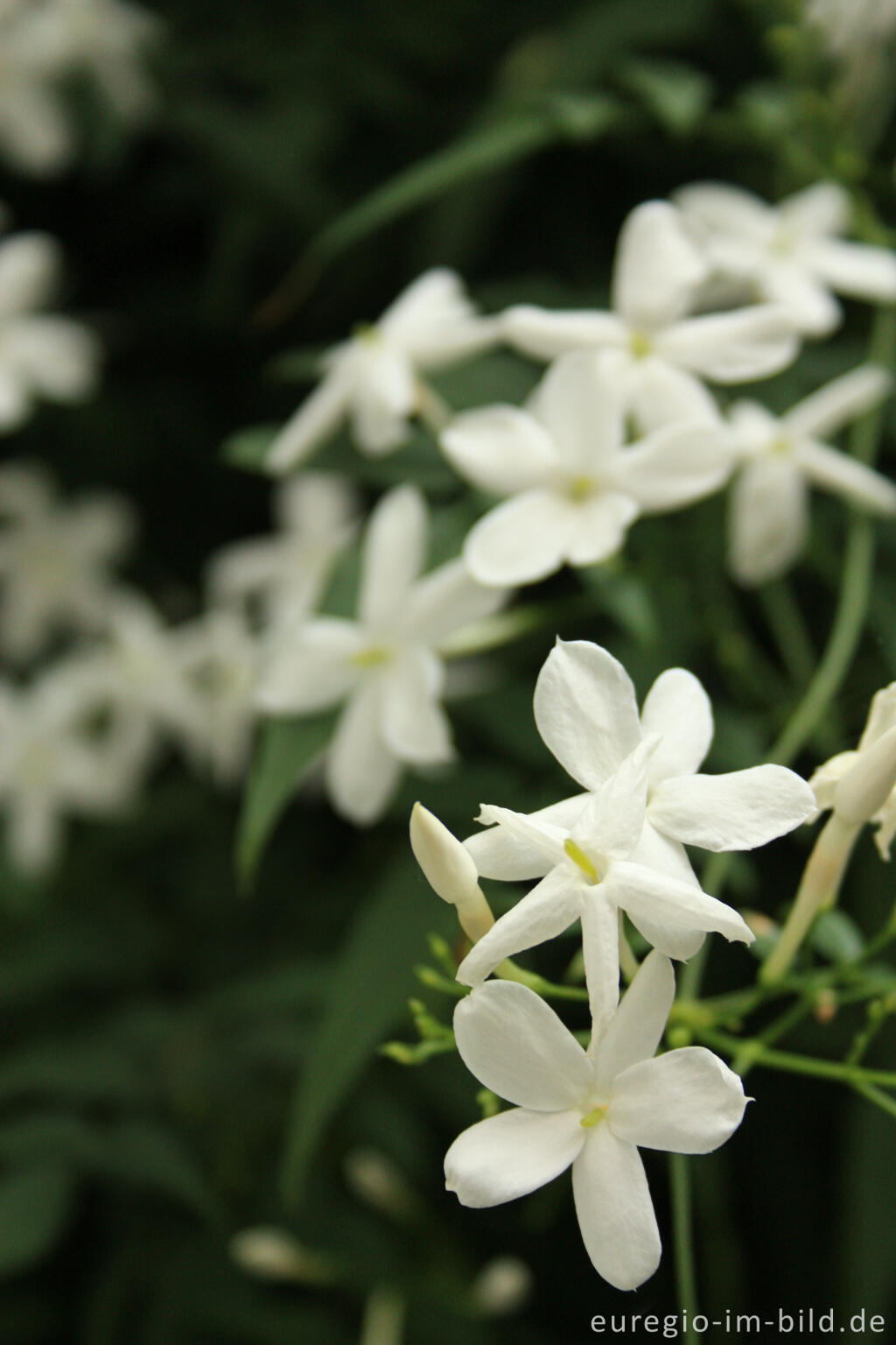 Detailansicht von Duft-Jasmin, Jasminum polyanthum