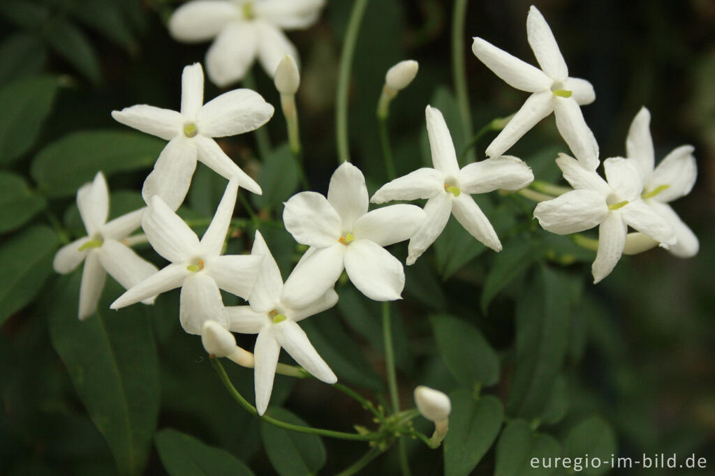 Detailansicht von Duft-Jasmin, Jasminum polyanthum