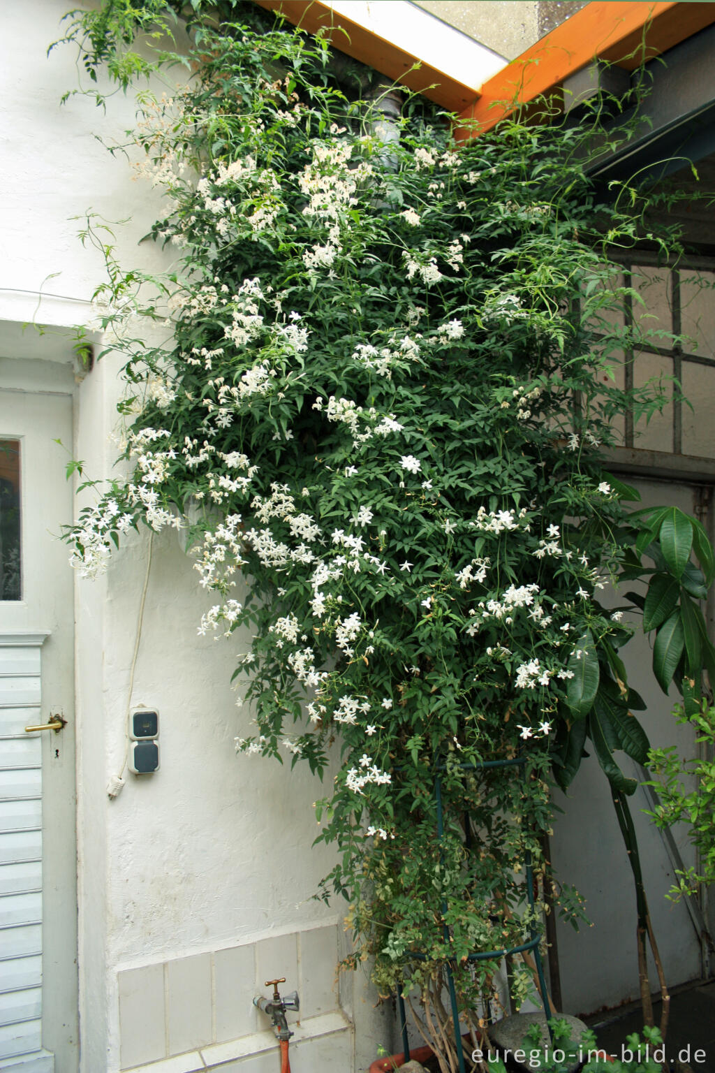 Detailansicht von  Duft-Jasmin, Jasminum polyanthum