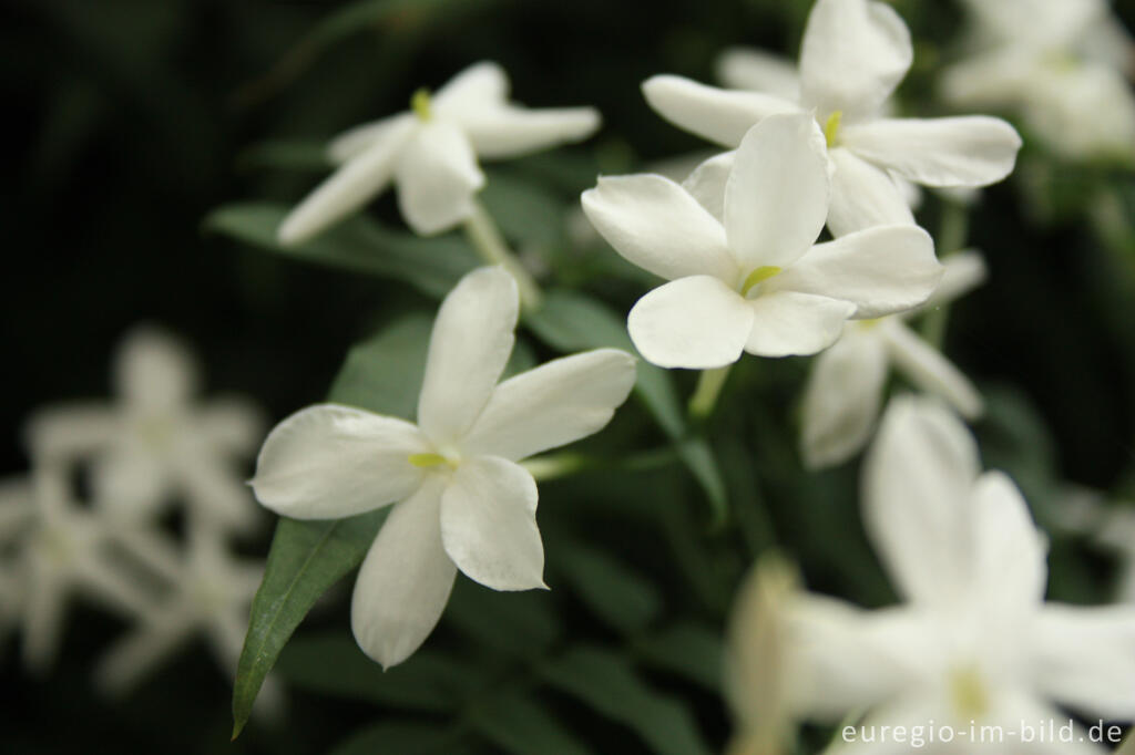 Detailansicht von Duft-Jasmin, Jasminum polyanthum