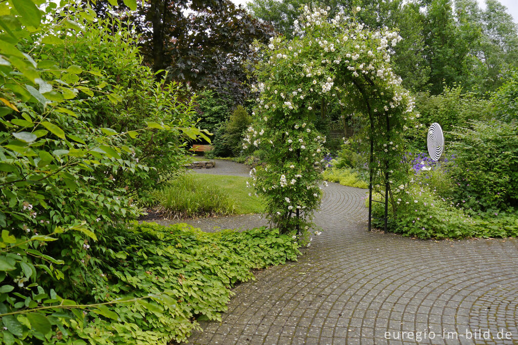 Detailansicht von Duftender Rosenbogen im "Garten der Sinne", Vinzenz-Heim in Aachen