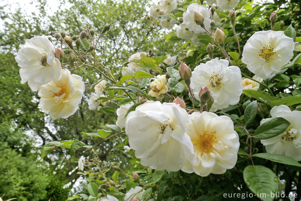 Detailansicht von Duftrose im  "Garten der Sinne", Vinzenz-Heim in Aachen