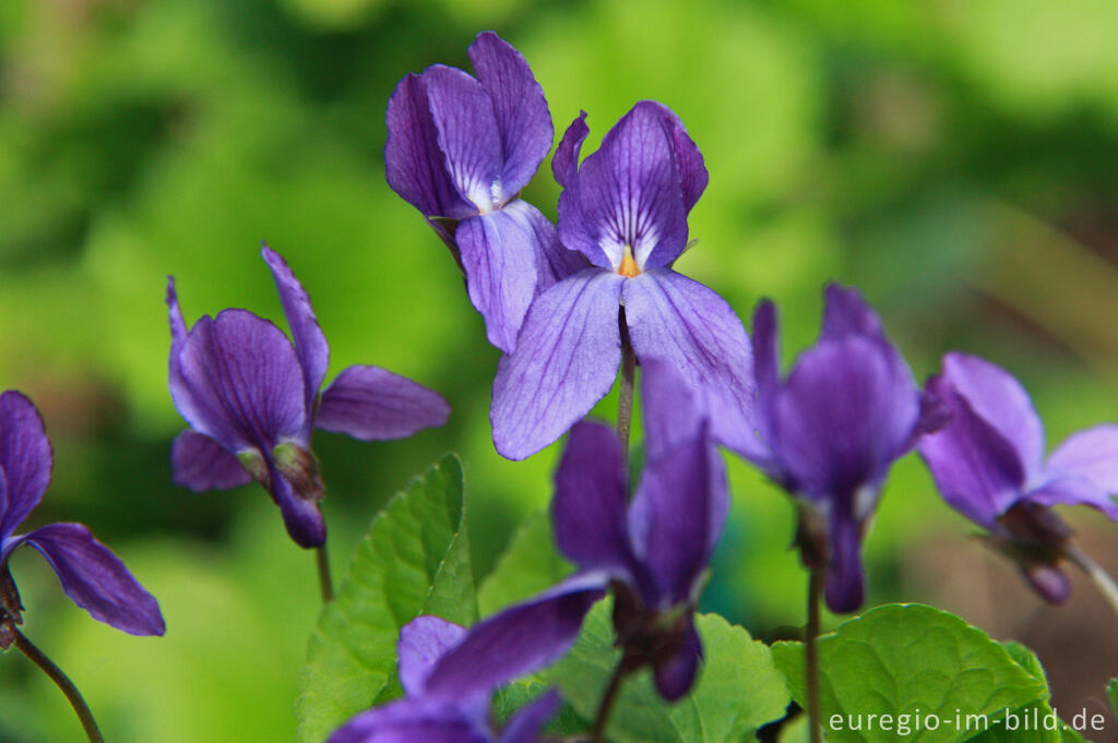 Duftveilchen, Viola odorata