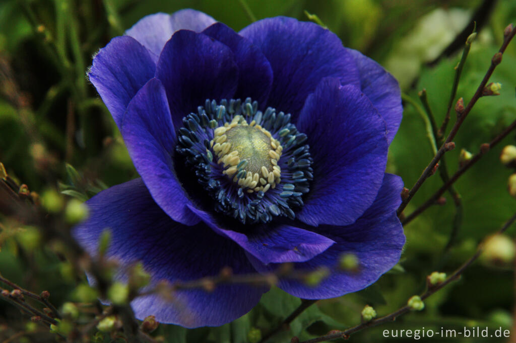 Detailansicht von Dunkelblaue Anemone, Anemone coronaria