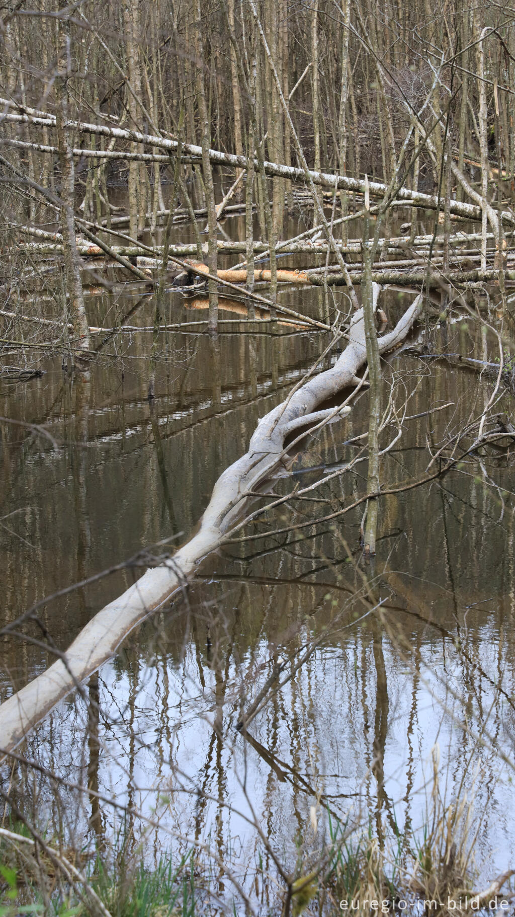 Detailansicht von Durch Biber angestauter Bach, Perlenbachtal