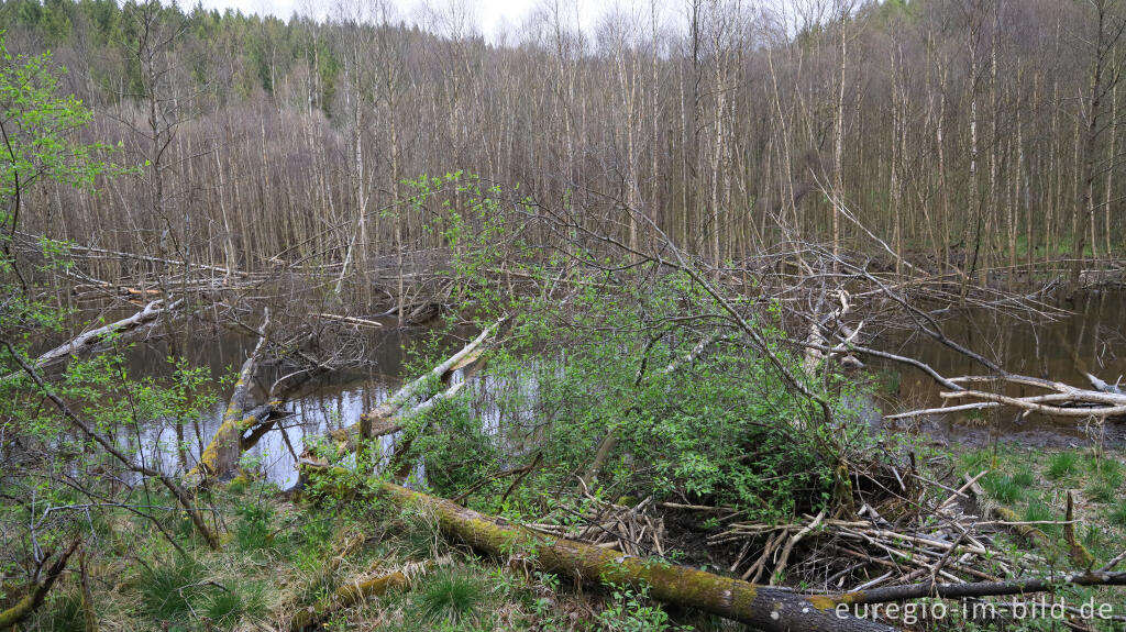 Detailansicht von Durch Biber angestauter Bach, Perlenbachtal