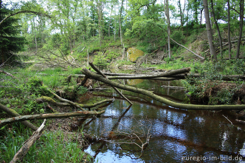 Detailansicht von Durch Biber gefällte Bäume, Stauweiher bei  Roetgen