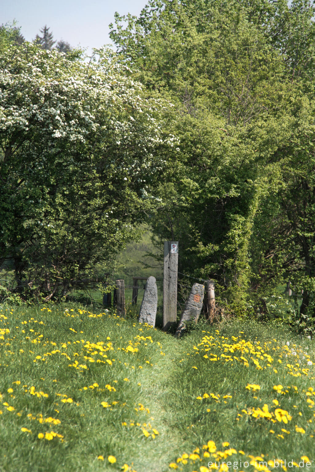 Detailansicht von Durchgang (Stiegel) durch eine Hecke, GrenzRoute 1 bei Raeren, B.