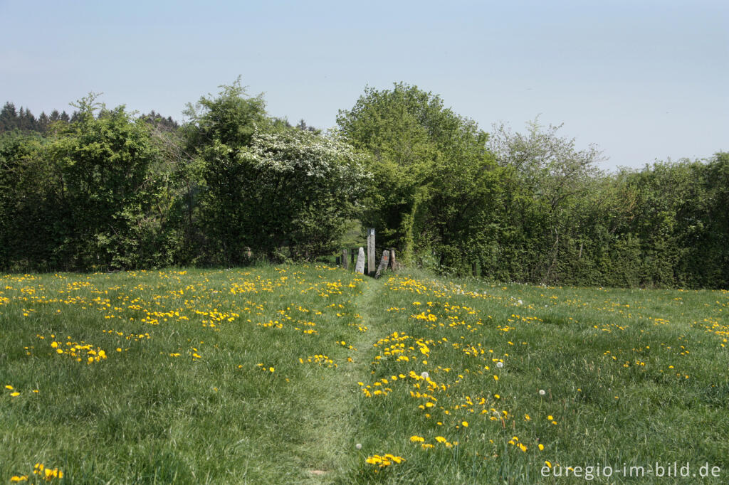 Detailansicht von Durchgang (Stiegel) durch eine Hecke, GrenzRoute 1 bei Raeren, B.