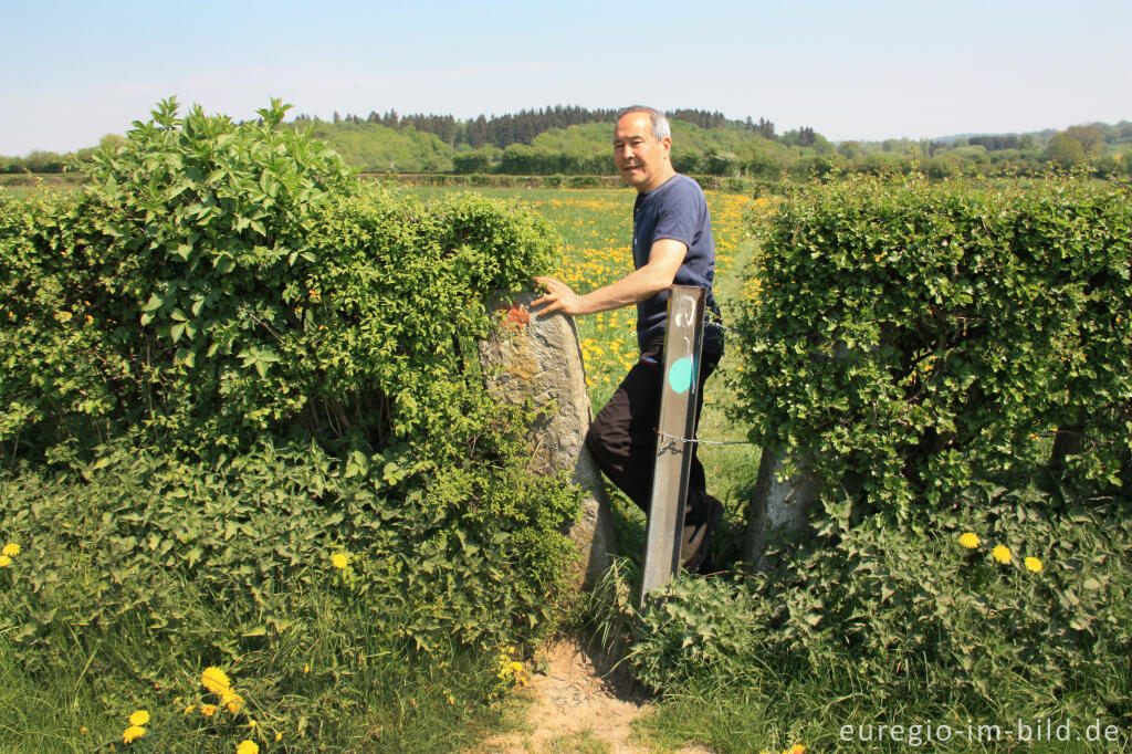 Detailansicht von Durchgang (Stiegel) durch eine Hecke, GrenzRoute 1 bei Raeren, B.