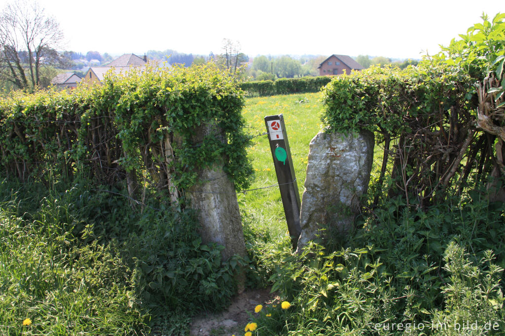 Detailansicht von Durchgang (Stiegel) durch eine Hecke, GrenzRoute 1 bei Raeren, B.