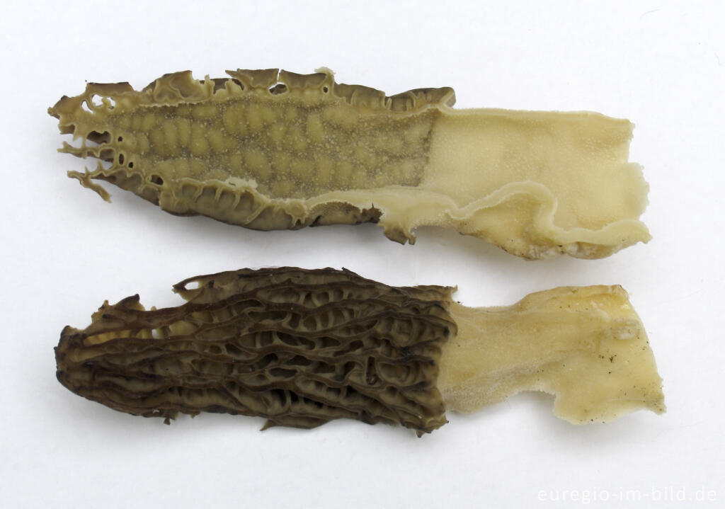 Detailansicht von Durchgeschnittene Spitzmorchel, Morchella elata