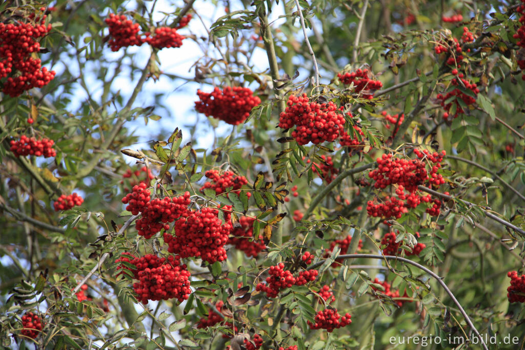 Detailansicht von Eberesche, Sorbus aucuparia