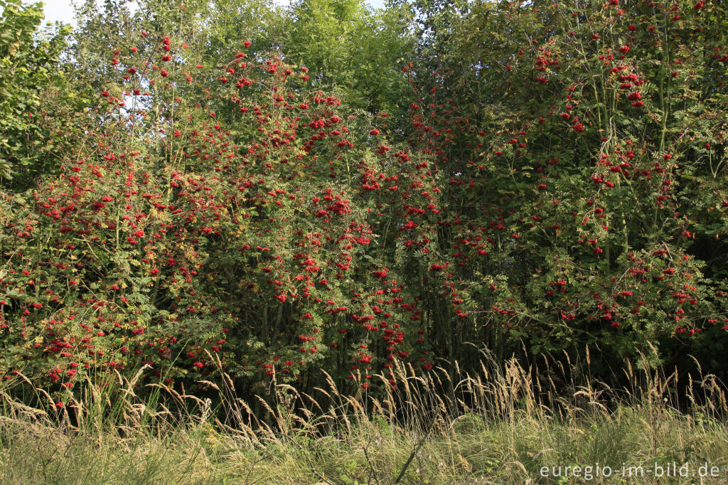 Detailansicht von Eberesche, Sorbus aucuparia