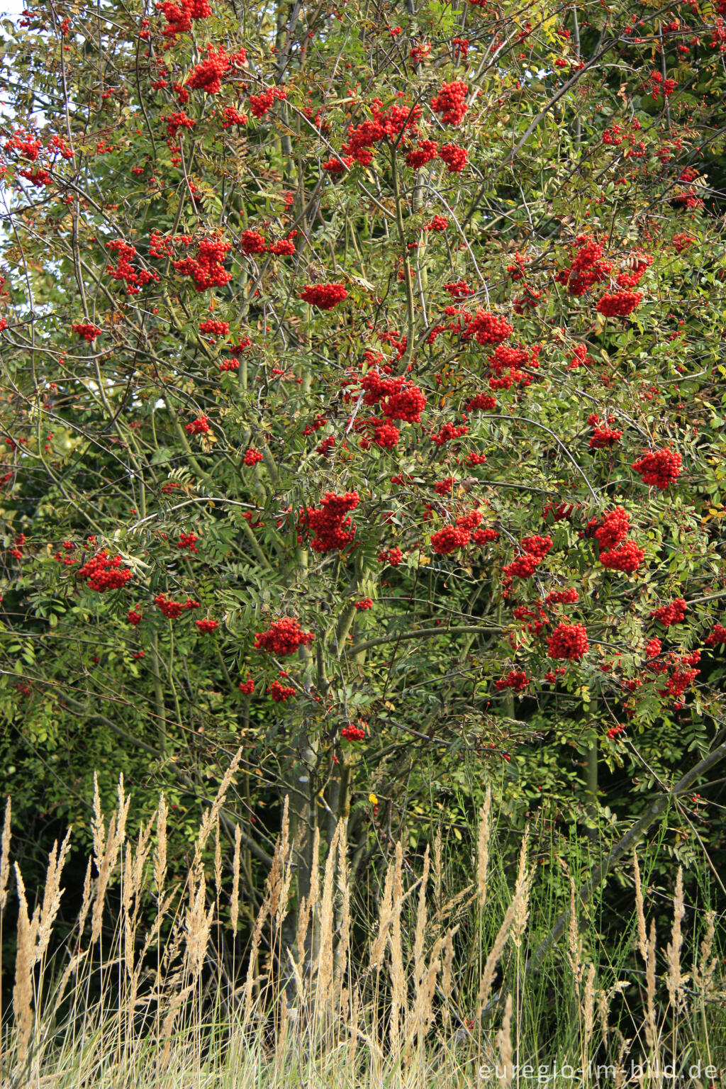 Detailansicht von Eberesche, Sorbus aucuparia