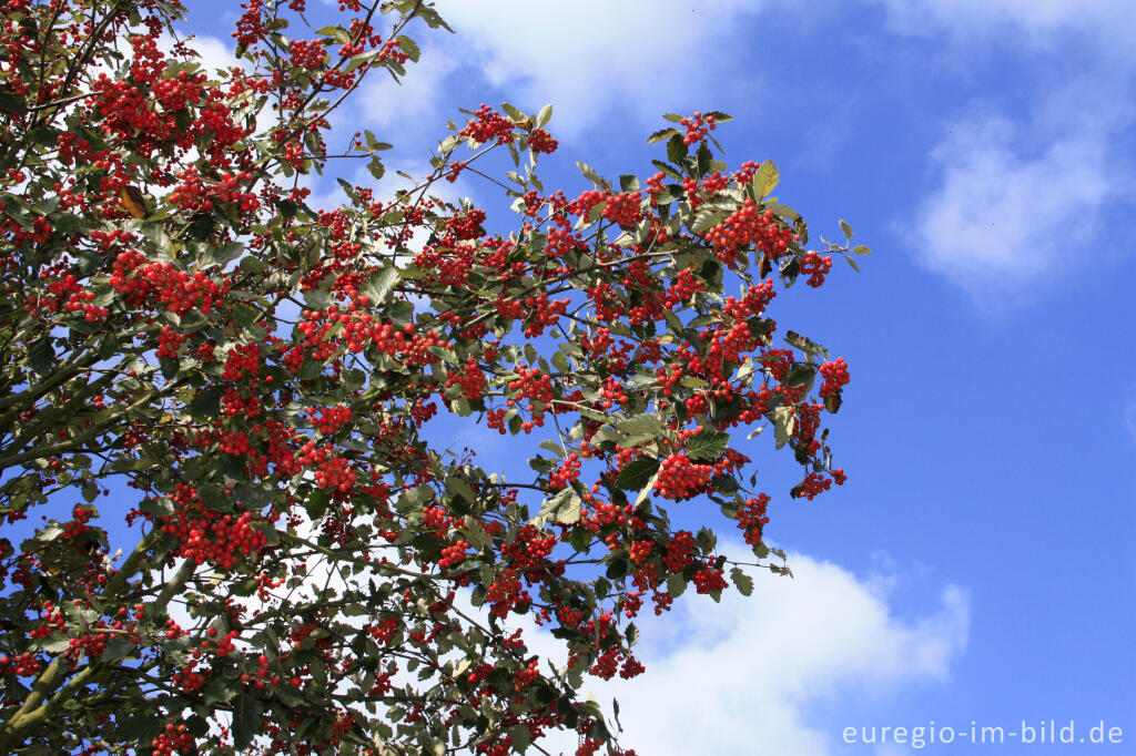 Detailansicht von Echte Mehlbeere, Sorbus aria