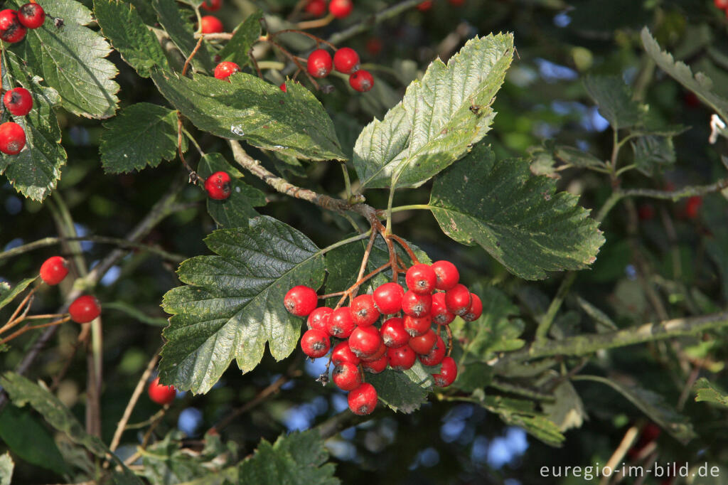 Detailansicht von Echte Mehlbeere, Sorbus aria