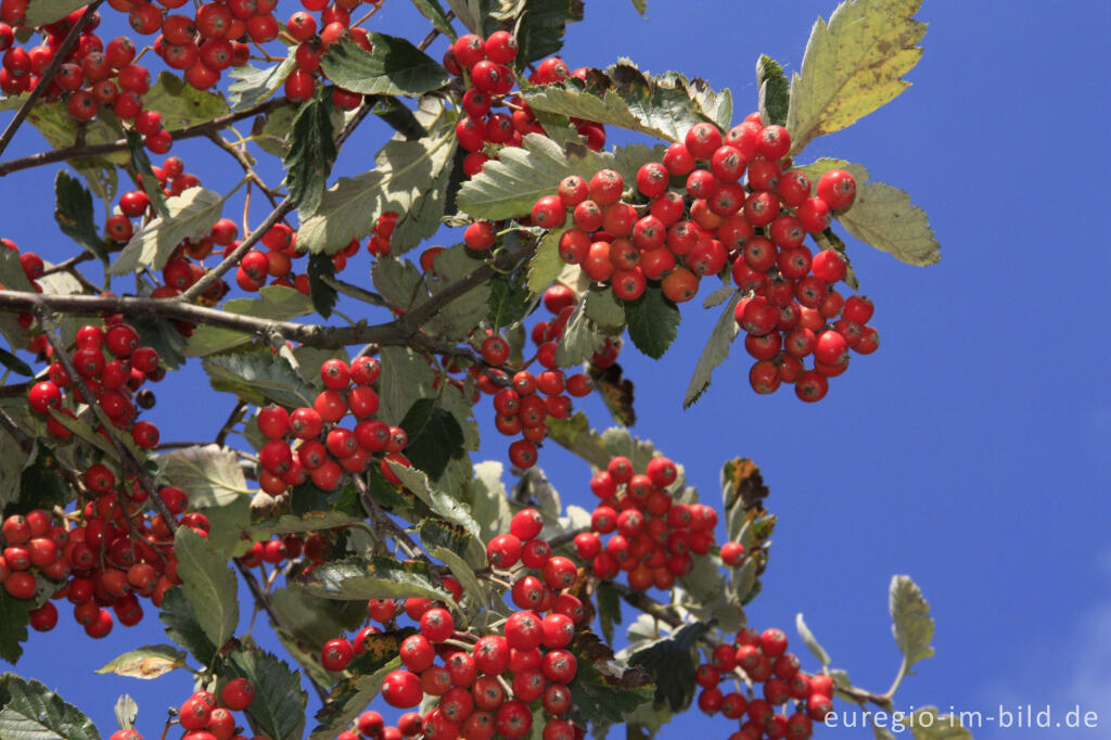 Echte Mehlbeere, Sorbus aria