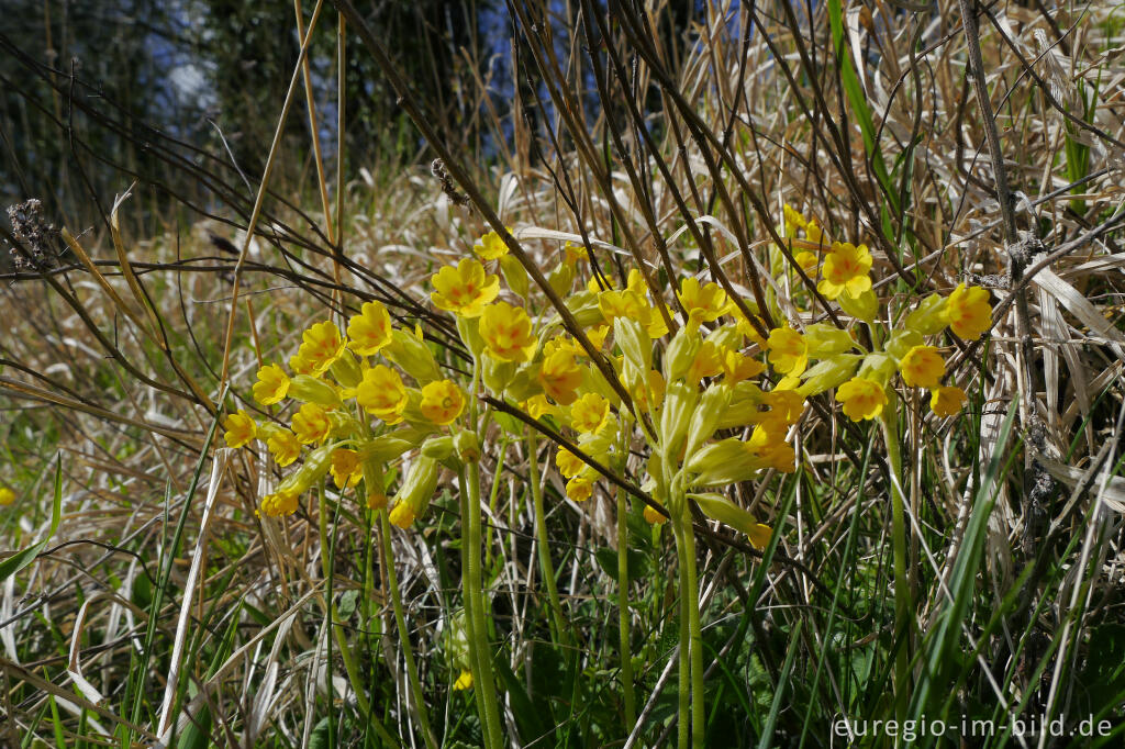 Detailansicht von Echte Schlüsselblume, Grenzroute 7 bei Aachen-Orsbach