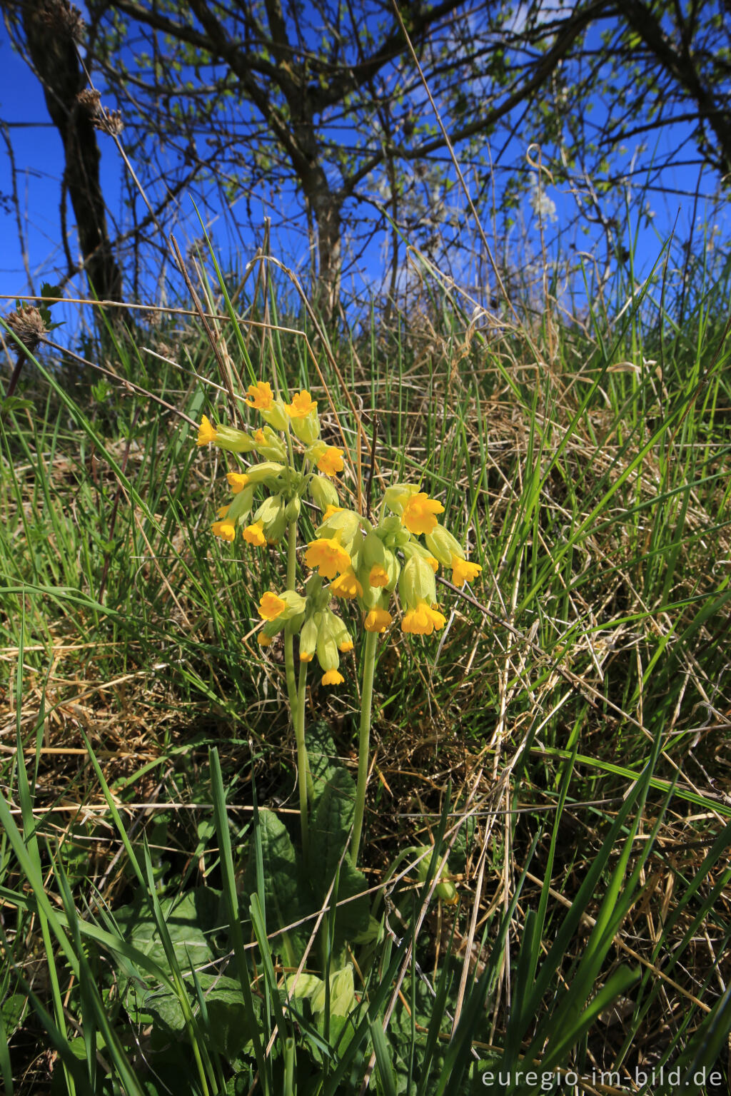 Detailansicht von Echte Schlüsselblume (Primula veris) am Wegrand