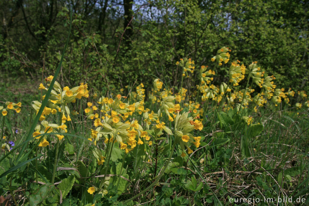 Detailansicht von Echte Schlüsselblume, Primula veris oder Primula officinalis 