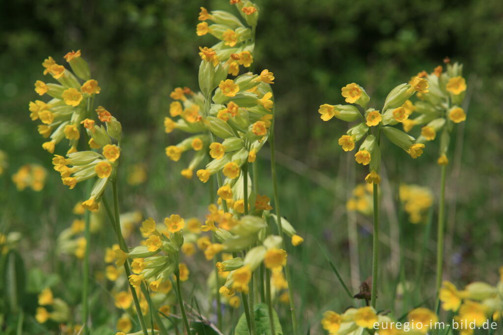 Detailansicht von Echte Schlüsselblume, Primula veris oder Primula officinalis 