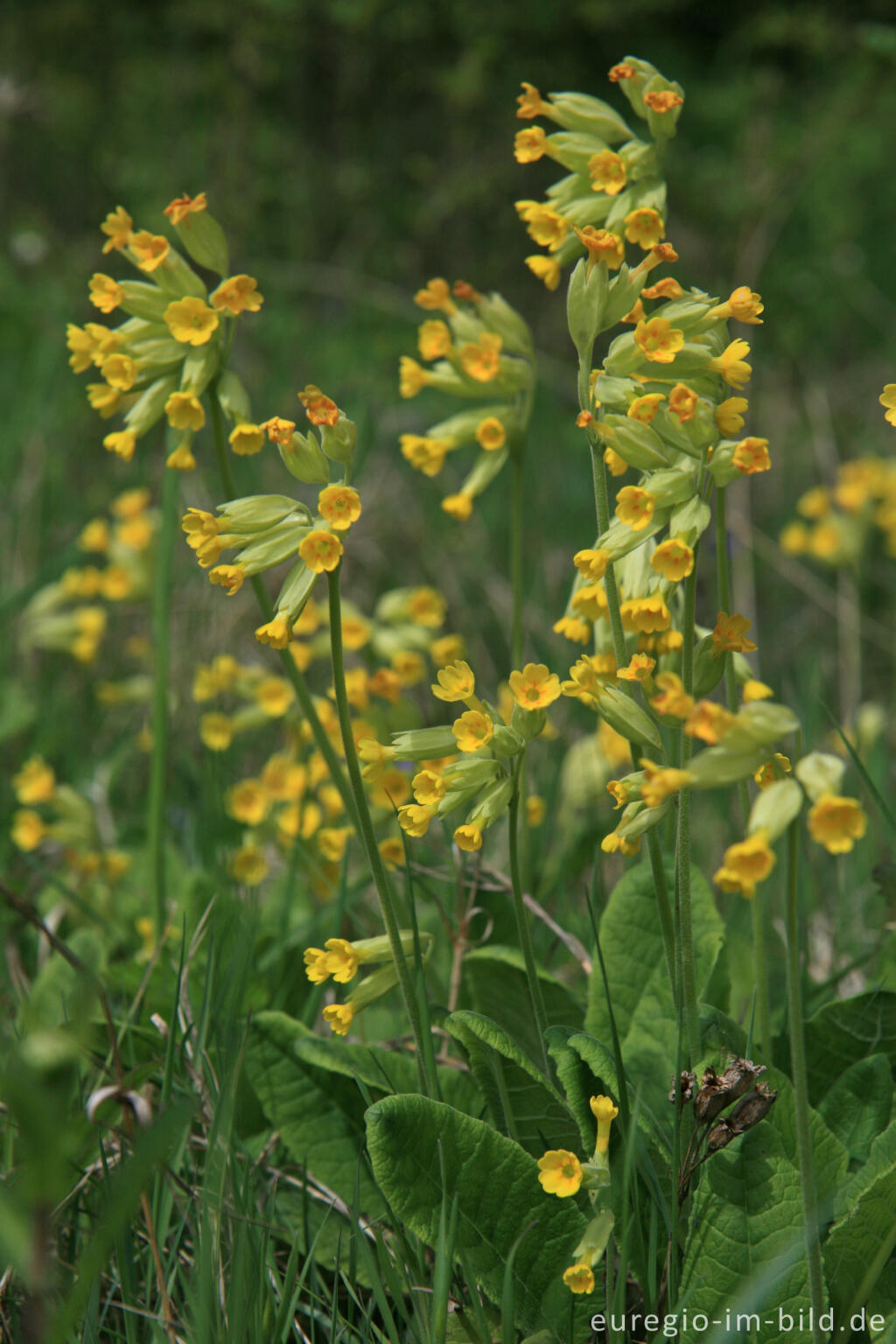 Detailansicht von Echte Schlüsselblume, Primula veris oder Primula officinalis 