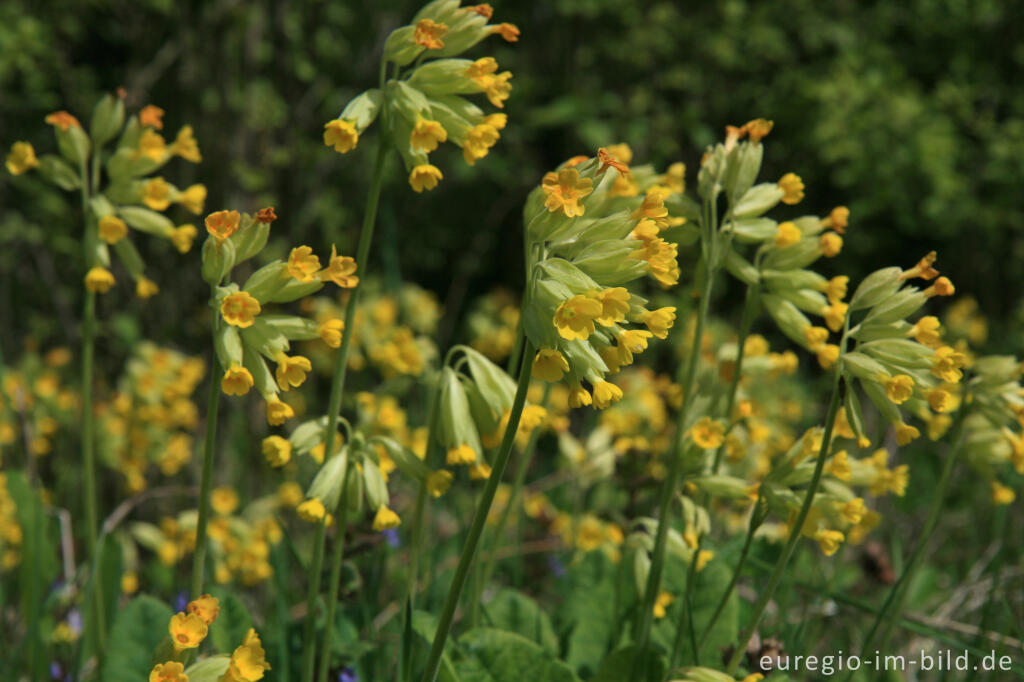 Detailansicht von Echte Schlüsselblume, Primula veris oder Primula officinalis 