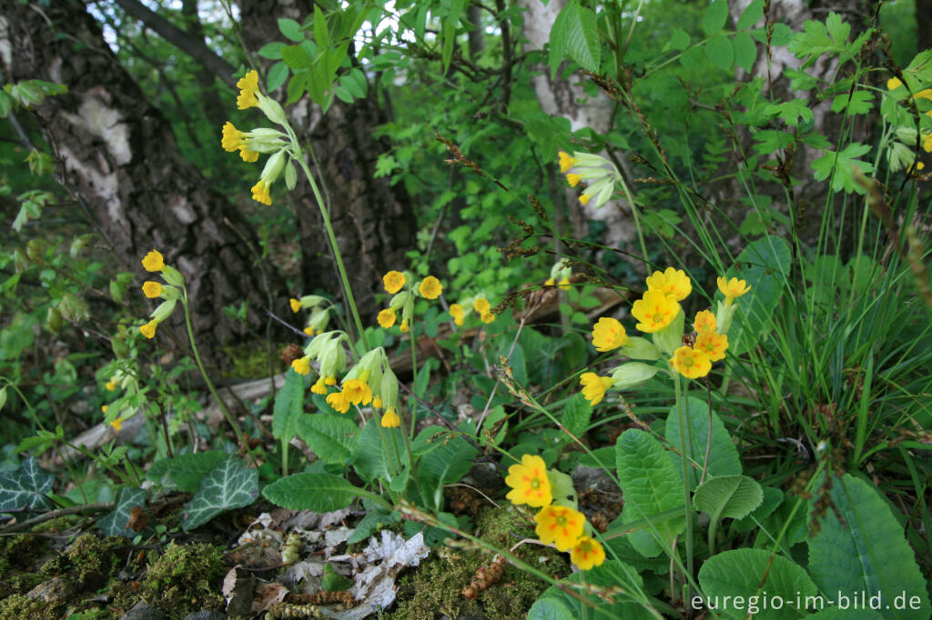 Detailansicht von Echte Schlüsselblume, Primula veris oder Primula officinalis 