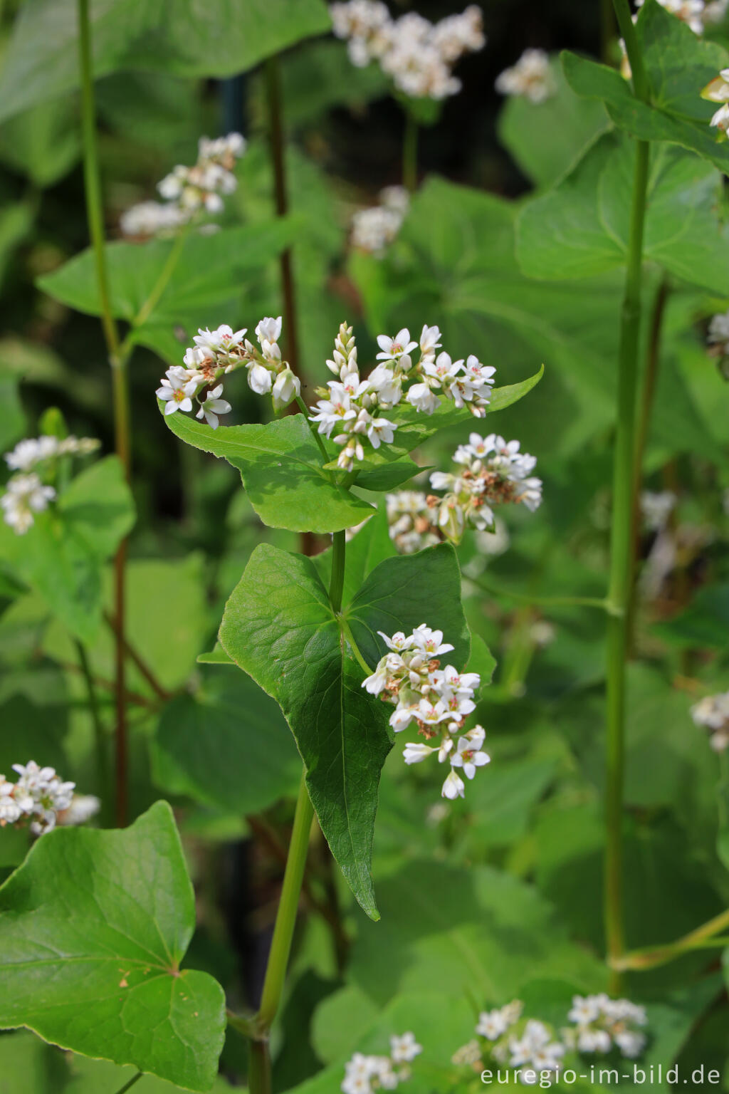 Detailansicht von Echter Buchweizen (Fagopyrum esculentum)