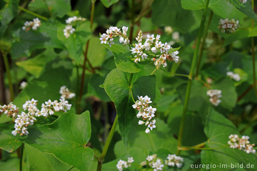 Detailansicht von Echter Buchweizen (Fagopyrum esculentum)