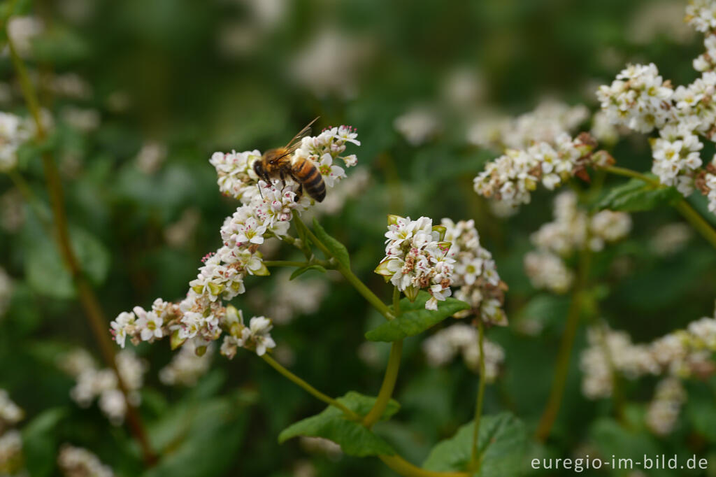 Detailansicht von Echter Buchweizen oder Silberbuchweizen (Fagopyrum esculentum) mit Biene