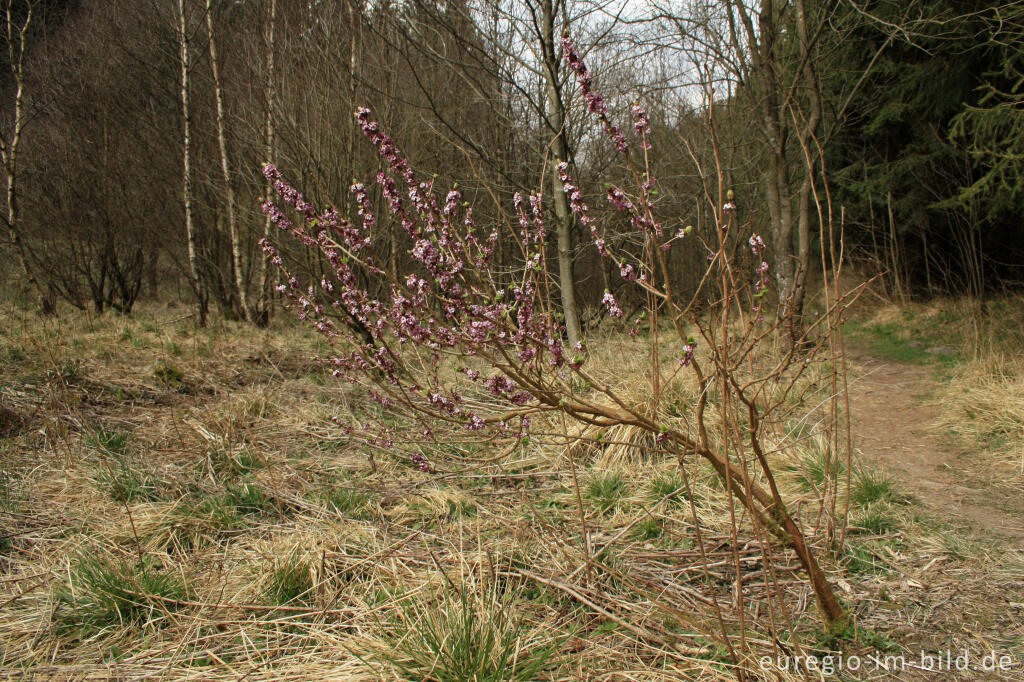 Detailansicht von Echter Seidelbast; Daphne mezereum