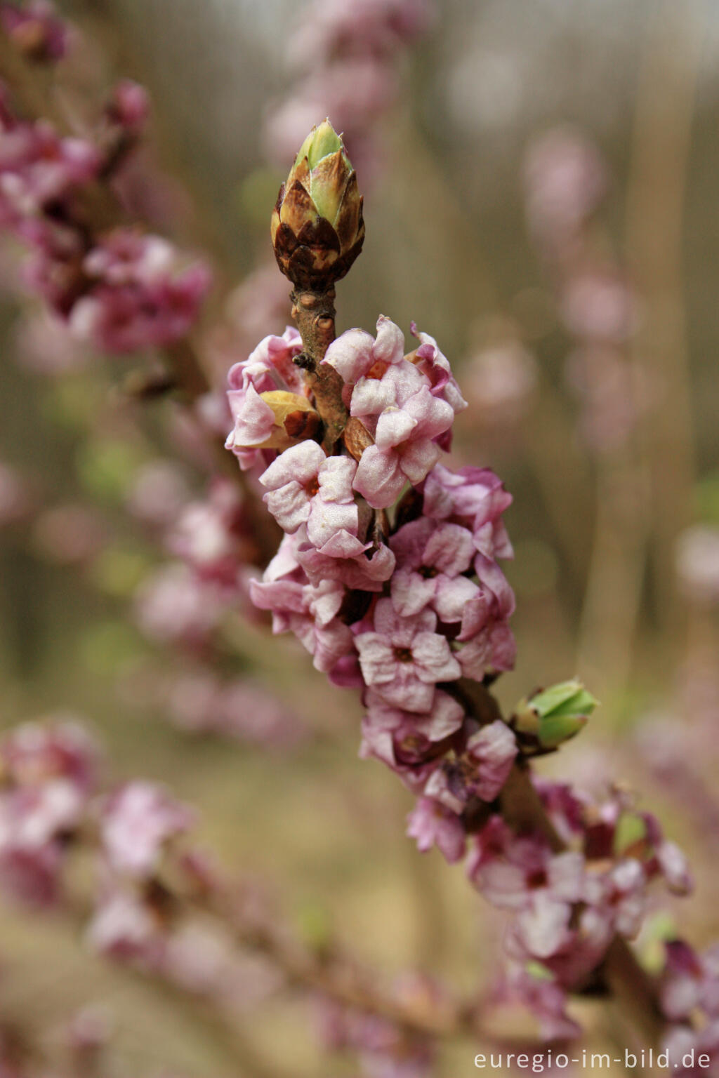 Detailansicht von Echter Seidelbast; Daphne mezereum