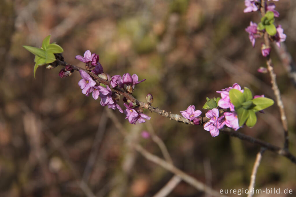 Detailansicht von Echter Seidelbast, Daphne mezereum, in der Kalkeifel