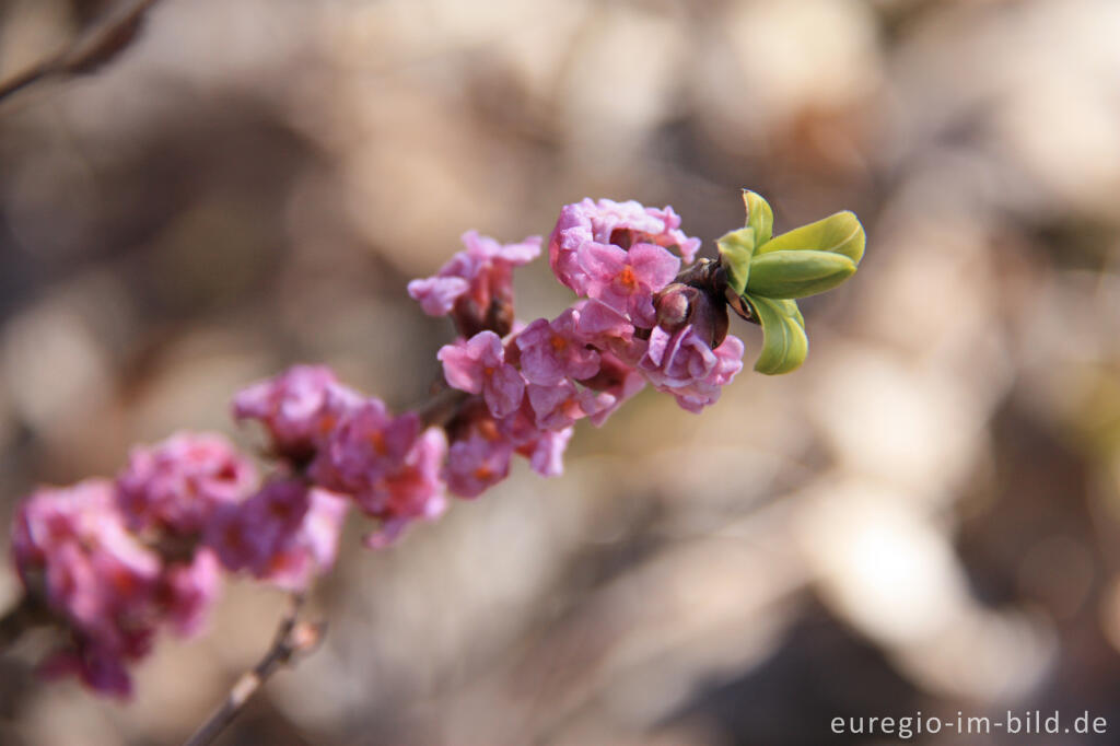 Detailansicht von Echter Seidelbast, Daphne mezereum, in der Kalkeifel