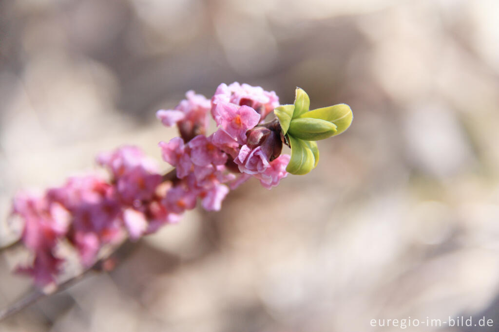 Detailansicht von Echter Seidelbast, Daphne mezereum, in der Kalkeifel