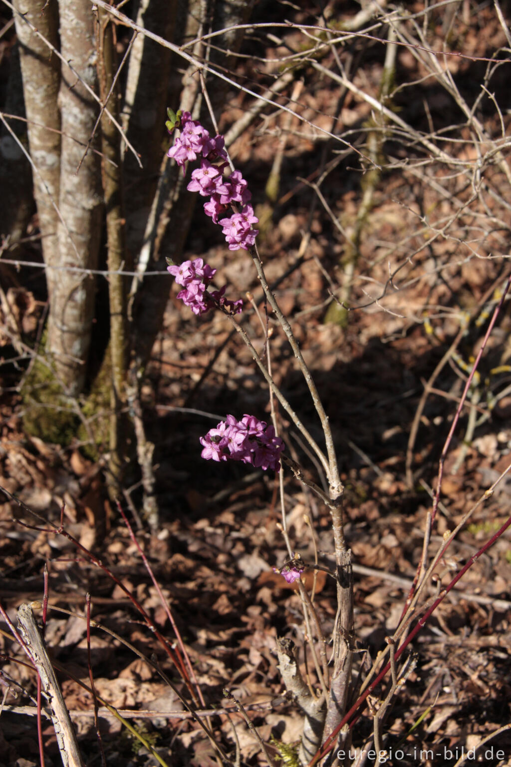 Detailansicht von Echter Seidelbast, Daphne mezereum, in der Kalkeifel