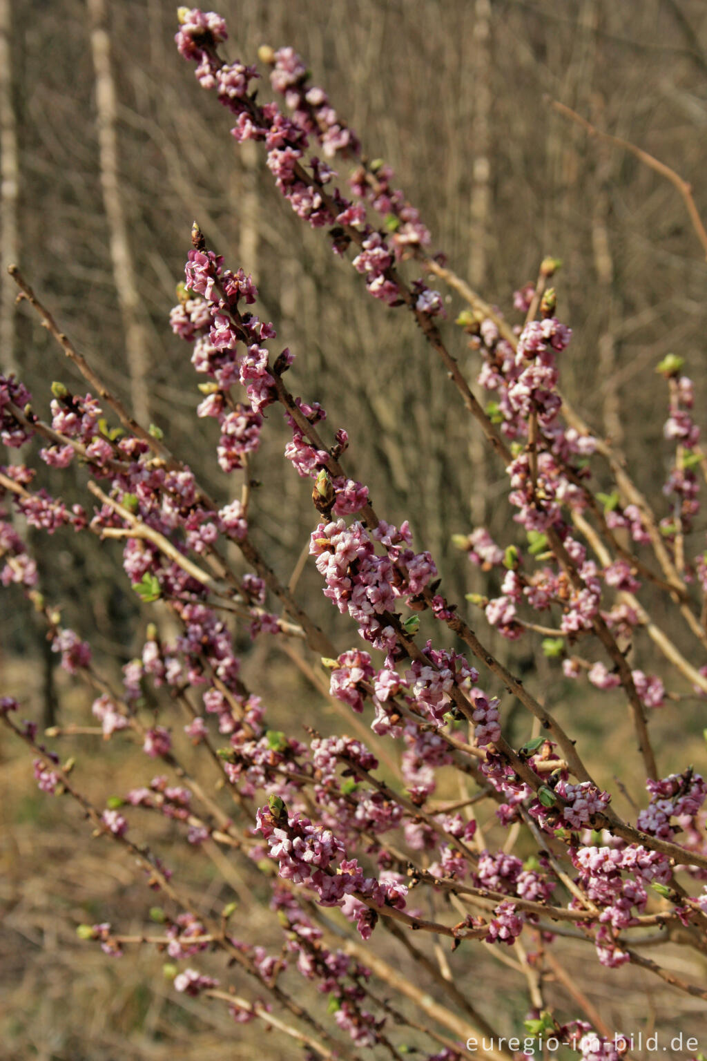 Detailansicht von Echter Seidelbast; Daphne mezereum