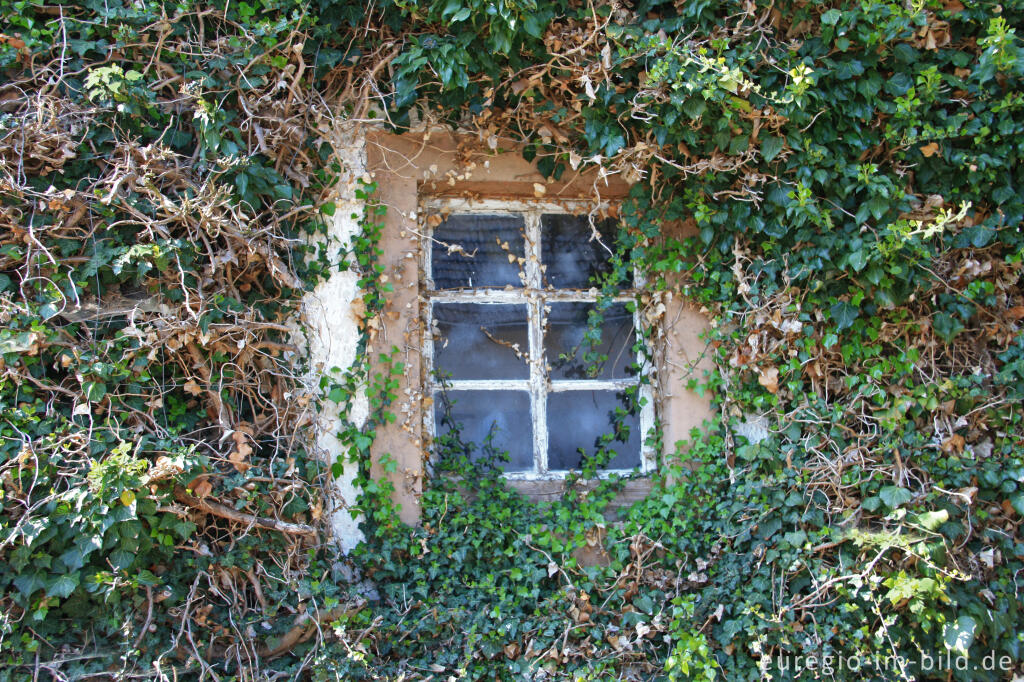 Detailansicht von Efeu, Hedera helix, an einem Haus  in Dohm-Lammersdorf