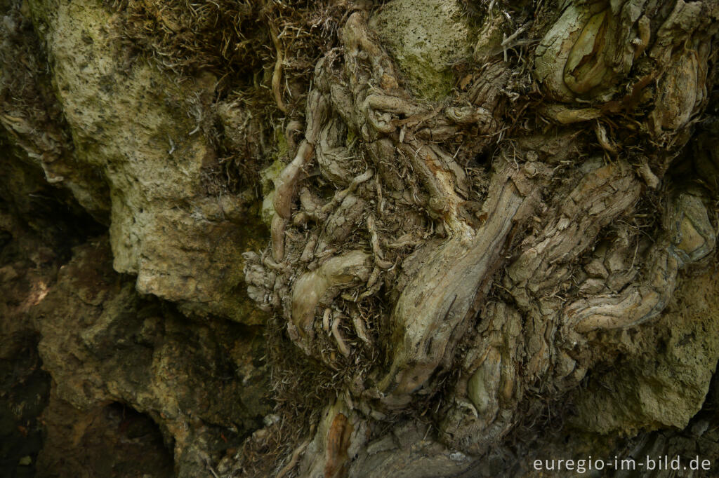 Detailansicht von Efeuwurzeln auf Felsen, Kakushöhle bei Mechernich